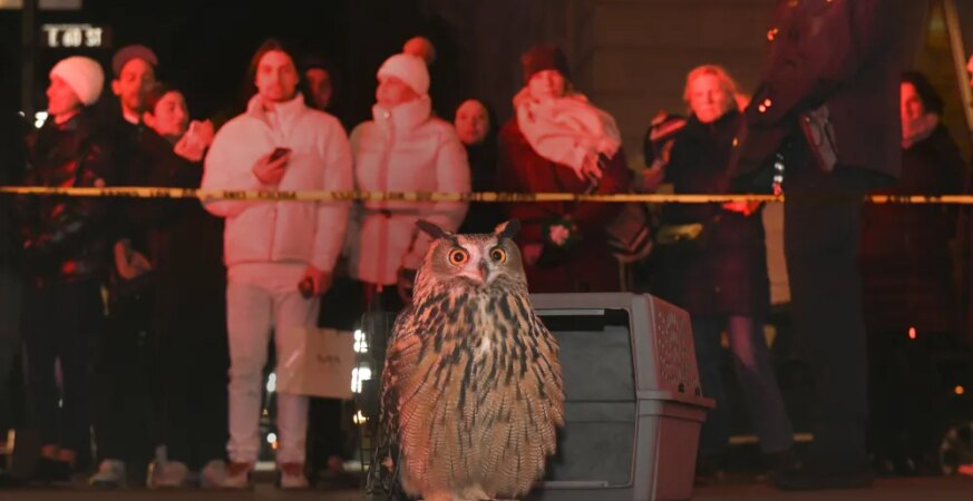 ‘Wild Inside,’ Penny Lane’s Documentary About Flaco the Owl, Premiering in Central Park Before July Theatrical Release (EXCLUSIVE)