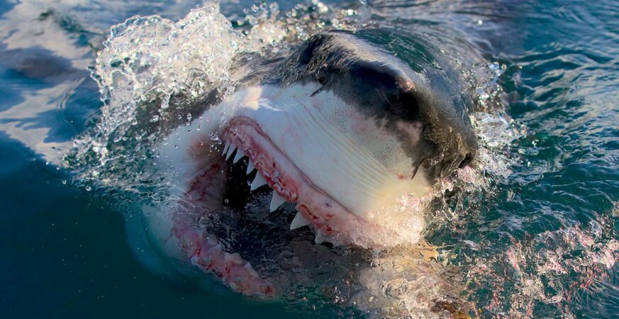 Great White Shark in Air Jaws: Final Frontier