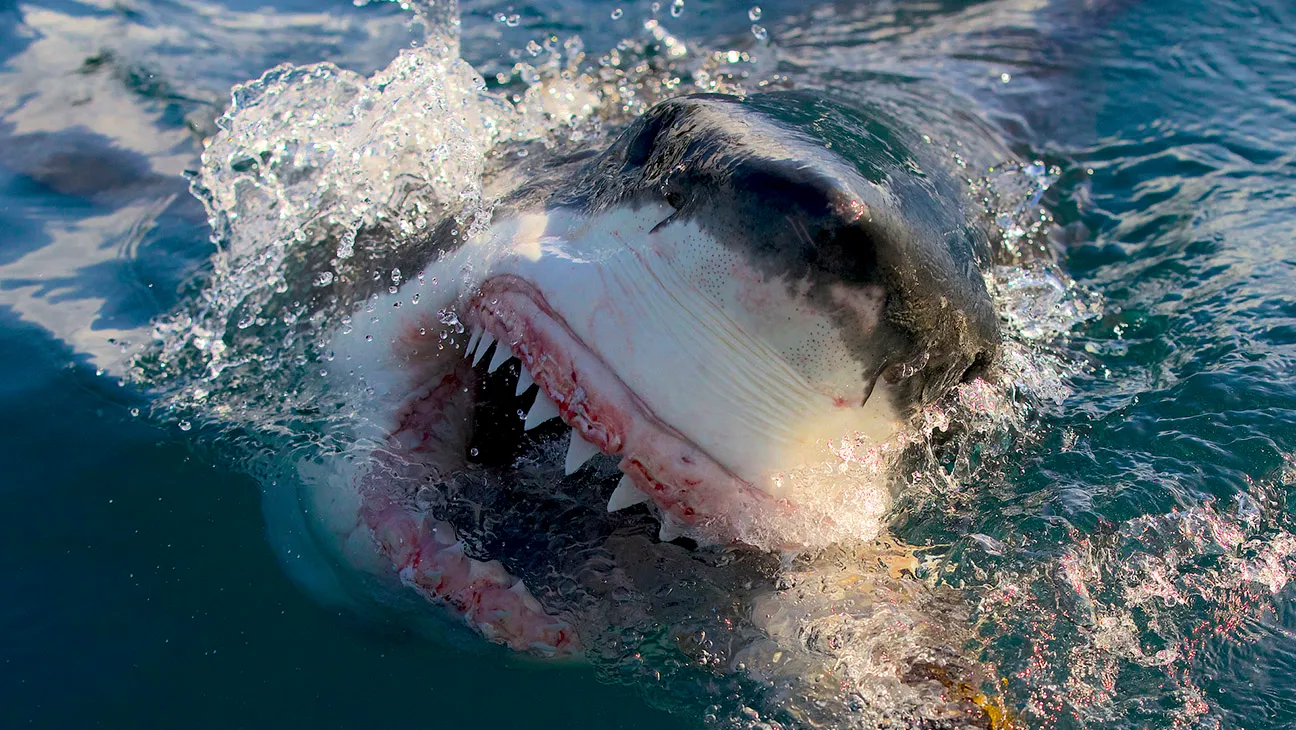 Great White Shark in Air Jaws: Final Frontier