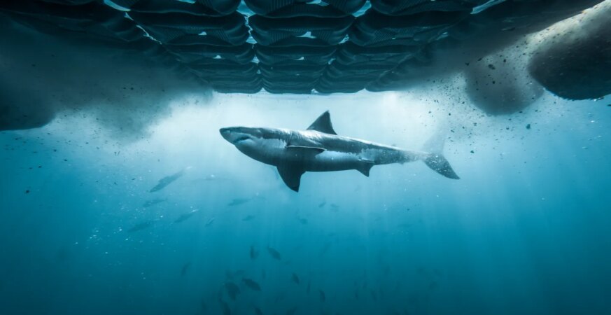 ‘Air Jaws’ to ‘Chum Island’: Discovery Channel Reveals Full Shark Week 2026 Lineup