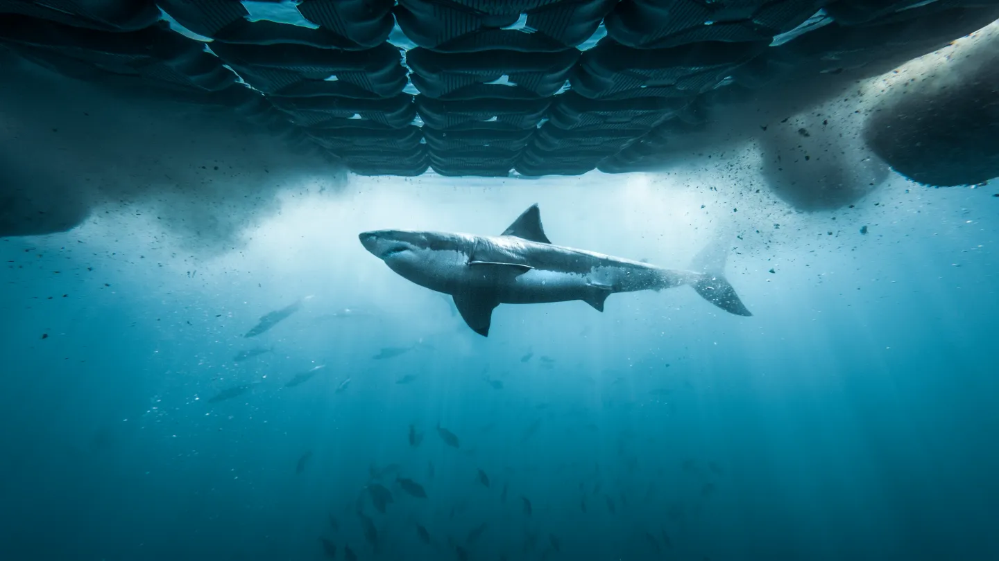 ‘Air Jaws’ to ‘Chum Island’: Discovery Channel Reveals Full Shark Week 2026 Lineup