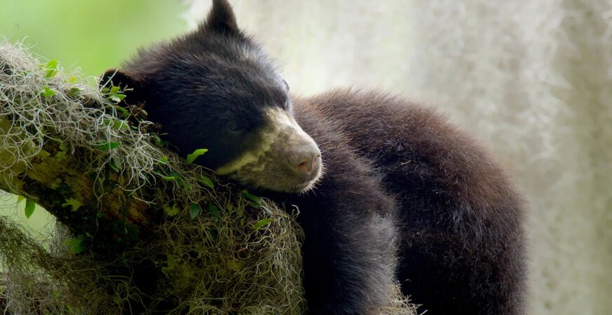 The Americas Season 1 The Andes: Fun Fact Edition Episode 105 An Andean or Spectacled bear (Tremarctos ornatus) sleeping on the branch of a Higueron tree (Ficus cuartesana), Ecuador Mirador del Oso, Pimampiro, Imbabura, Ecuador.