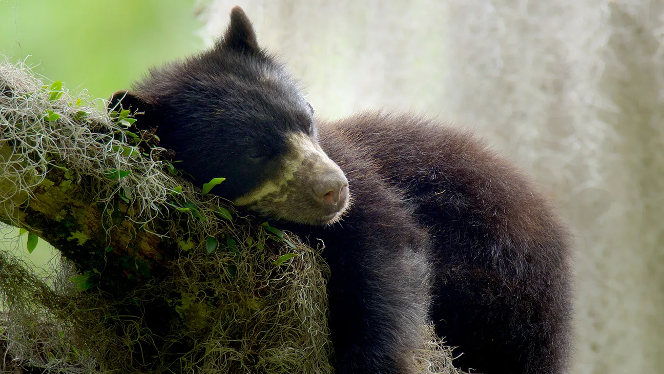 The Americas Season 1 The Andes: Fun Fact Edition Episode 105 An Andean or Spectacled bear (Tremarctos ornatus) sleeping on the branch of a Higueron tree (Ficus cuartesana), Ecuador Mirador del Oso, Pimampiro, Imbabura, Ecuador.