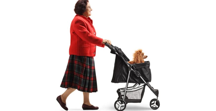 Canine nannies are all the rage in the Hamptons.