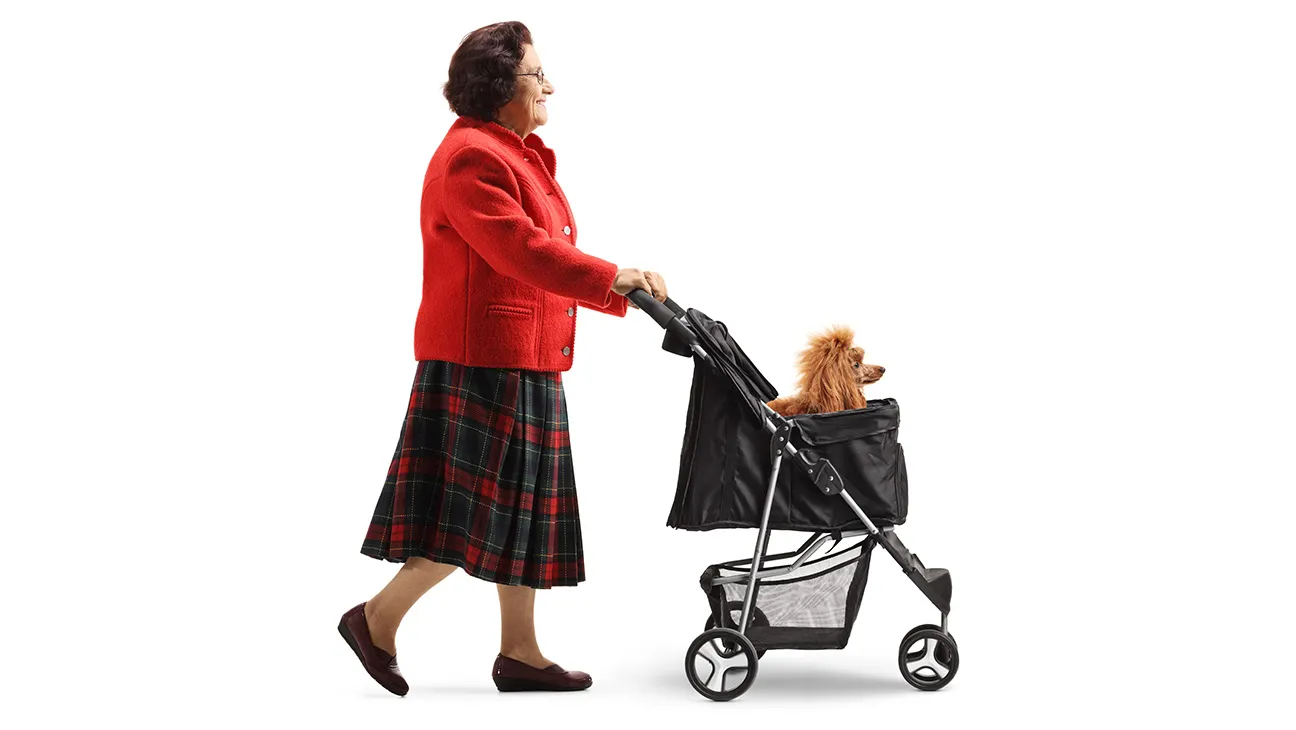 Canine nannies are all the rage in the Hamptons.